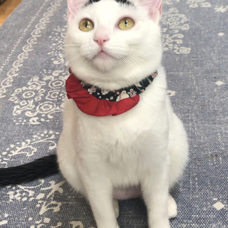 招き猫みたいな可愛い子！