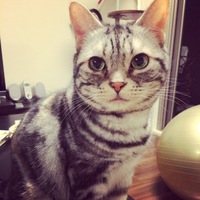 タビー
