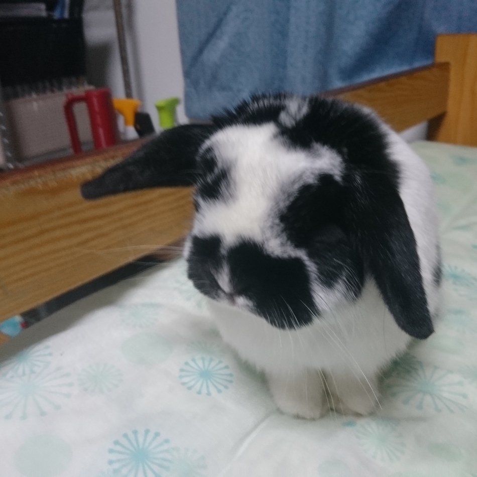 めぐみのカバー写真