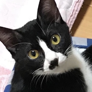 【1匹飼い】【抱っこ】元気で優しい甘えん坊