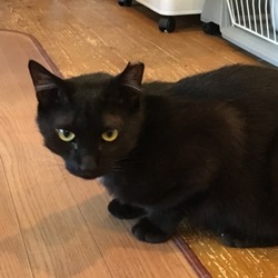 猫の譲渡会inたまねこ