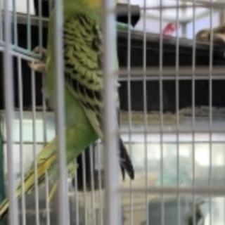 セキセイインコ三匹