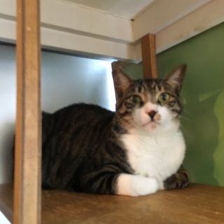 保護猫ハルくん★綺麗なサバ白