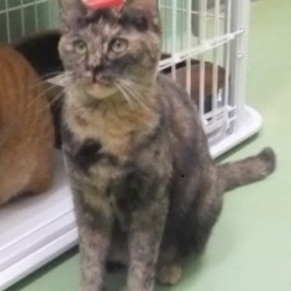 譲渡が決まりました。ありがとうございました。