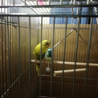 黄&緑のセキセイインコです