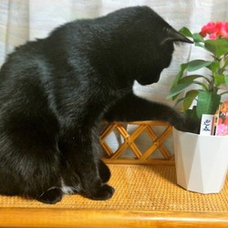 「八福神」サムネイル2