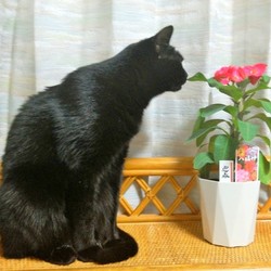 「八福神」サムネイル3