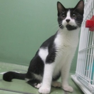 譲渡が決まりました。ありがとうございました。