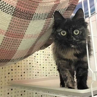 まん丸おめめのノエルちゃん　推定1歳弱