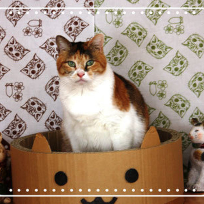 はちねこ　WEB募集担当・しいらのカバー写真