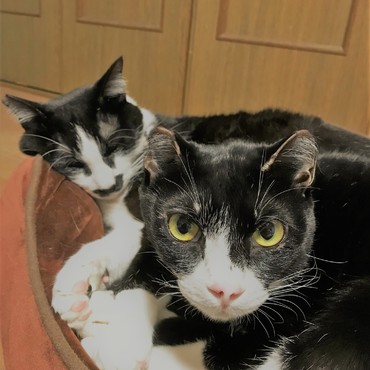 明けましておめでとうございます！　今年も　美人の霞です♪