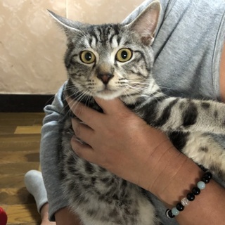 アメショー柄☆人懐っこくてかわいいKREVAくん