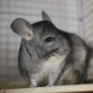 チンチラの里親募集致します