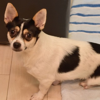 ジャックラッセルテリアのラブちゃん！