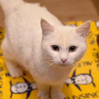 おしゃべりなボディくん！