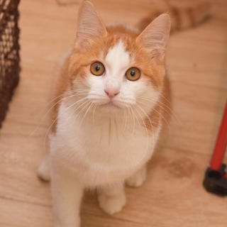 パーフェクトなシャクラ ！