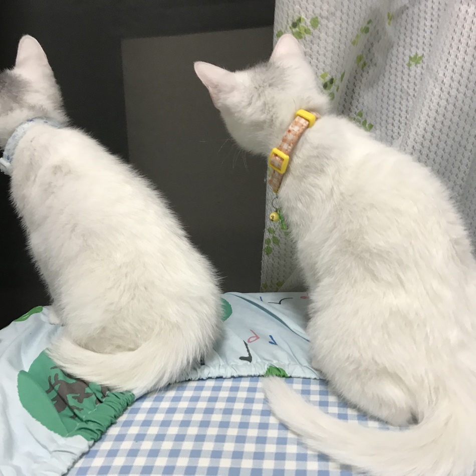 ネネコのカバー写真
