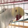 ワカケホンセイインコです サムネイル2