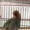 ワカケホンセイインコです サムネイル3