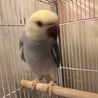 ワカケホンセイインコです サムネイル4