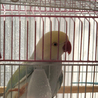ワカケホンセイインコです サムネイル5
