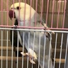 ワカケホンセイインコです サムネイル6