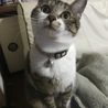 あまぐりん