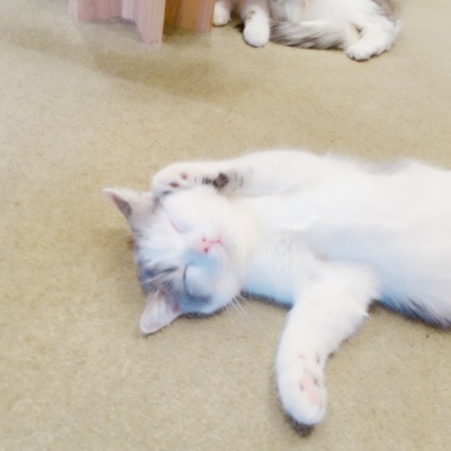 MINTIANのカバー写真