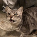 アメショー似の甘えん坊さん