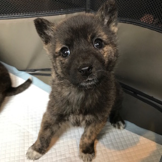 トライアル予定。いったんお申込み締め切ります