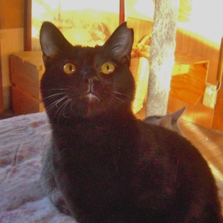  目からビーム出そう★カッコ可愛い黒猫 　ダン