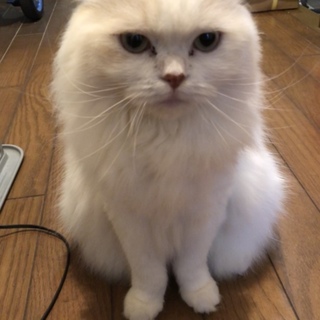 優しい里親さん募集です