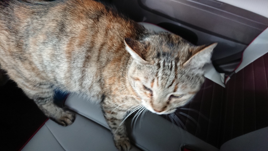 優しい猫好きの方お願いい 徳島県 猫の里親募集 ペットのおうち 月間利用者150万人