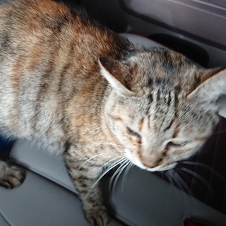 優しい猫好きの方お願いいたします！