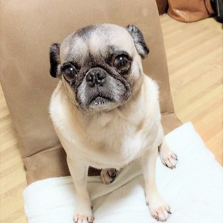 里親募集　とても人懐こい女の子です