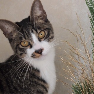 でら！マサル！