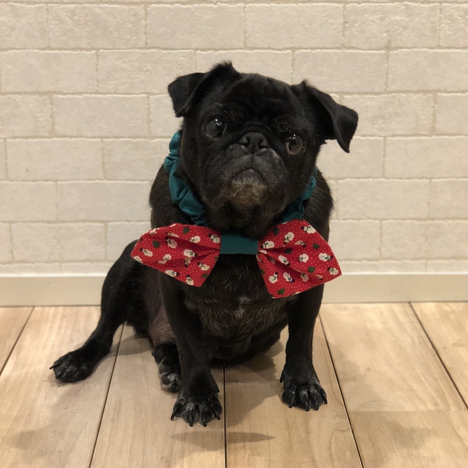 あんこのカバー写真