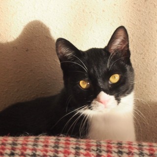 でら！あんこ！