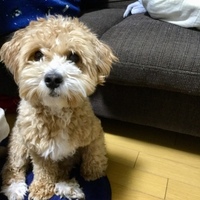 ルゥ