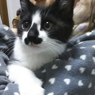 3ヶ月半の男の子、お鼻がチャームポイント！