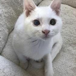 ふくねこや イオンペット 千葉ニュータウン店里親会 サムネイル2