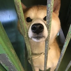 ふくねこや イオンペット 千葉ニュータウン店里親会 サムネイル3