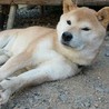 生粋の性格の柴！『しばじろう』♂ サムネイル1
