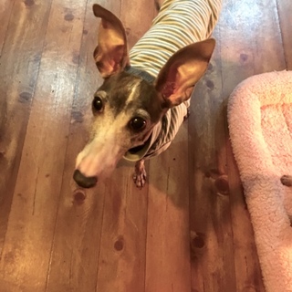 目が不自由なイタグレちゃん