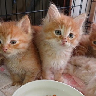 ありがとうございました