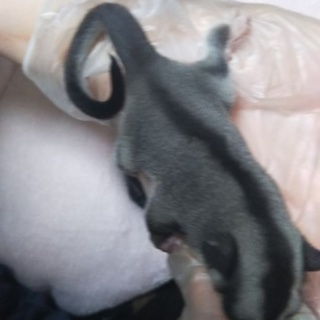 ももんが一歳オス