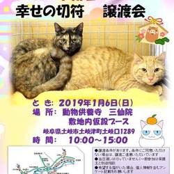 保護猫譲渡会