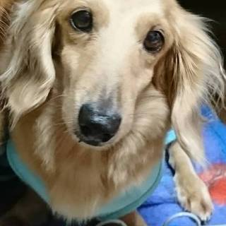 甘えん坊ダックスの茜ちゃん笑顔で家族を募集中！