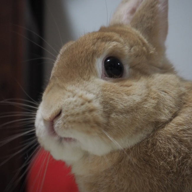 シフォンの母のカバー写真