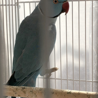 ワカケホンセイインコです２